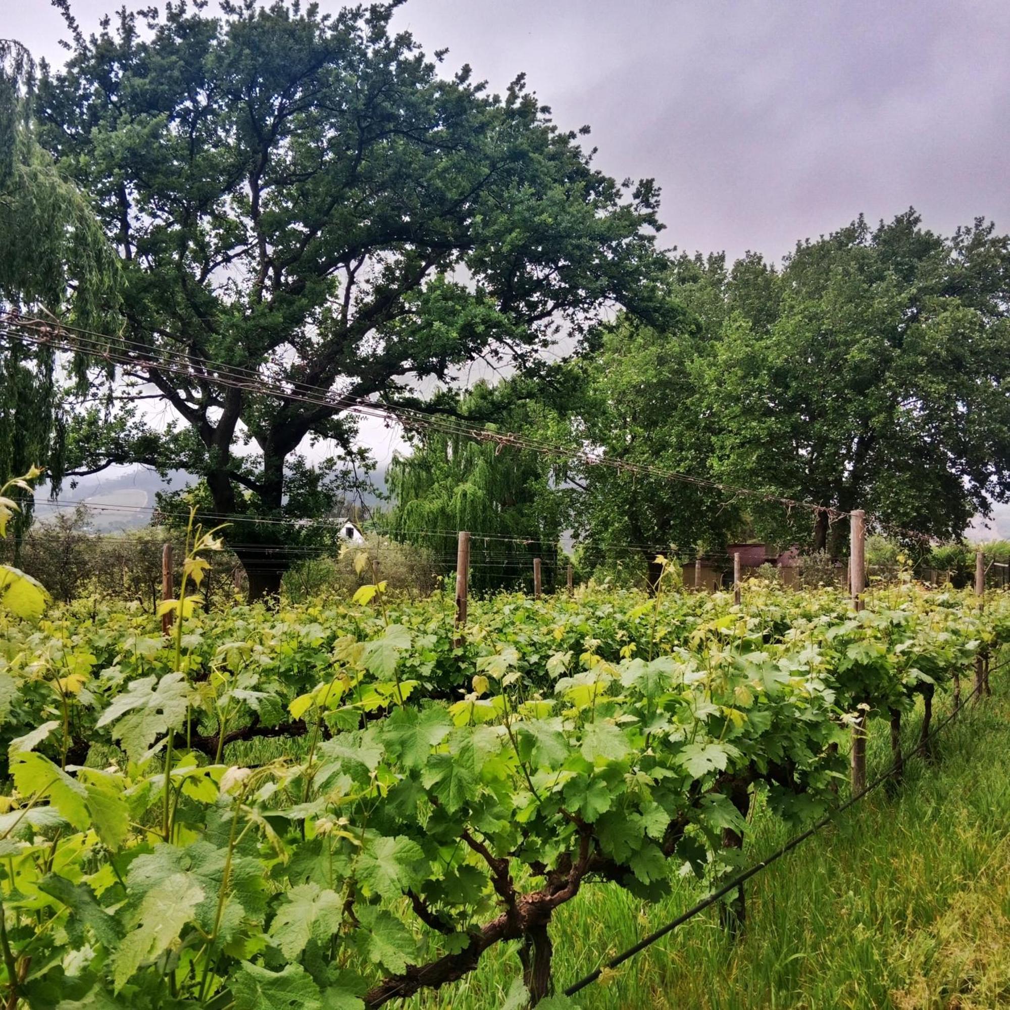 Cabernet Cottage Be Still And Know Franschhoek Extérieur photo